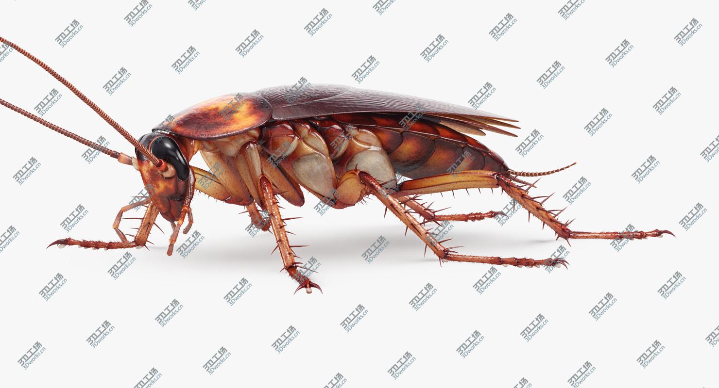 images/goods_img/202104094/3D Cockroach American Fur model/3.jpg